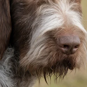 Spinone Italiano — nose