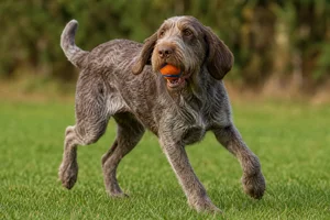 Spinone Italiano — playing