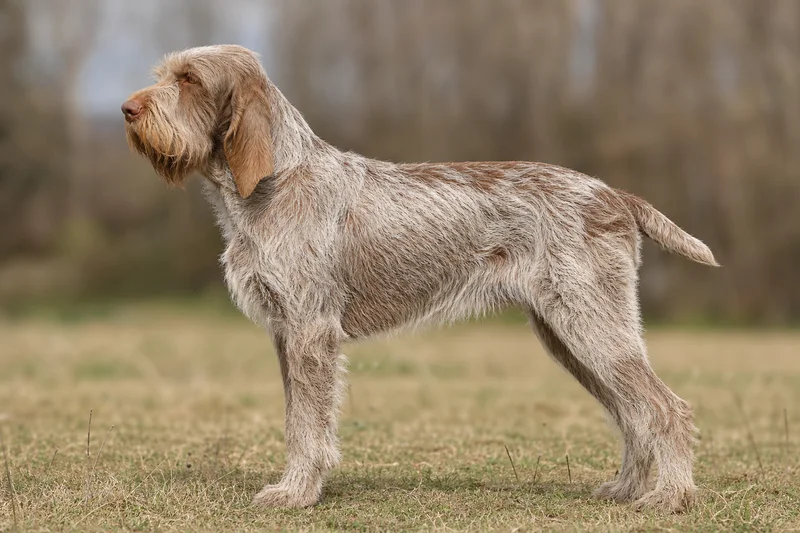 Spinone Italiano — side