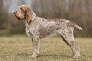 Spinone Italiano dog