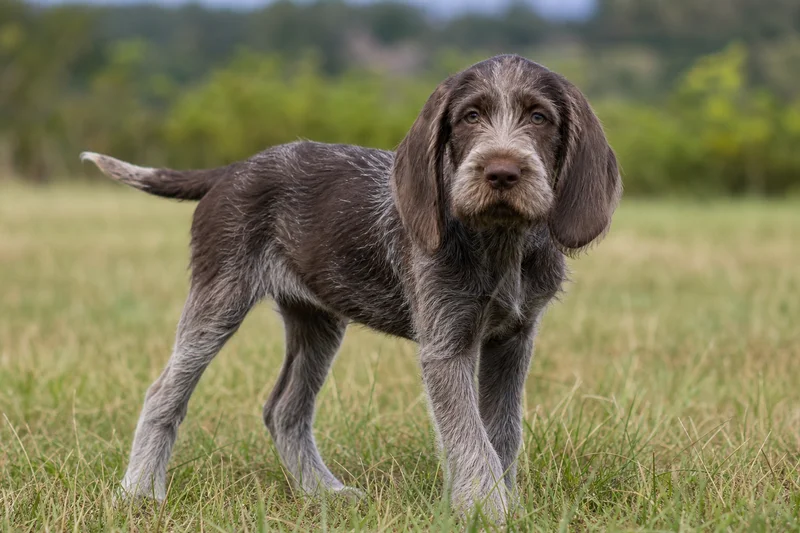 Spinone Italiano — puppy (~4 mo)