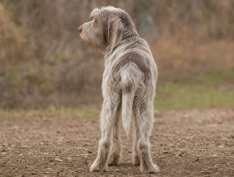 Spinone Italiano — rear