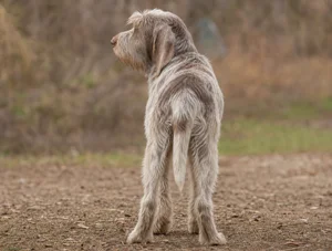Spinone Italiano — rear