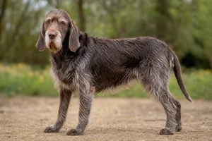 Spinone Italiano — senior