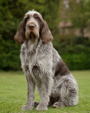 Spinone Italiano — sitting