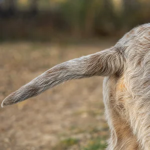 Spinone Italiano — tail
