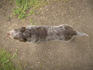 Spinone Italiano — top