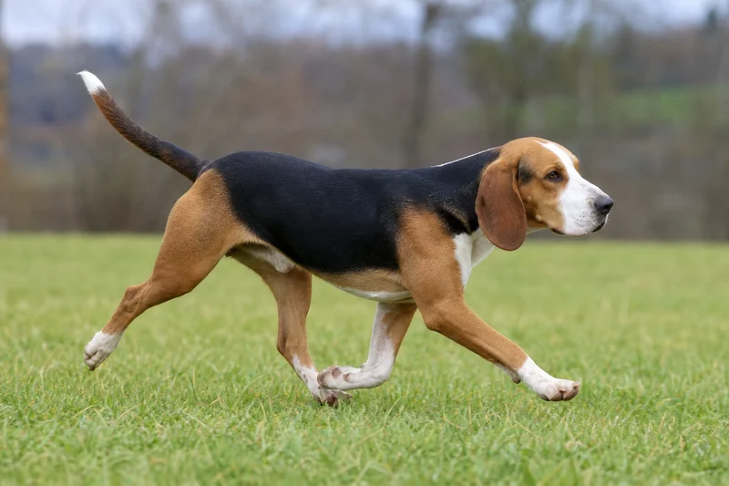 St. Hubert Jura Hound — running