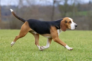 St. Hubert Jura Hound — running