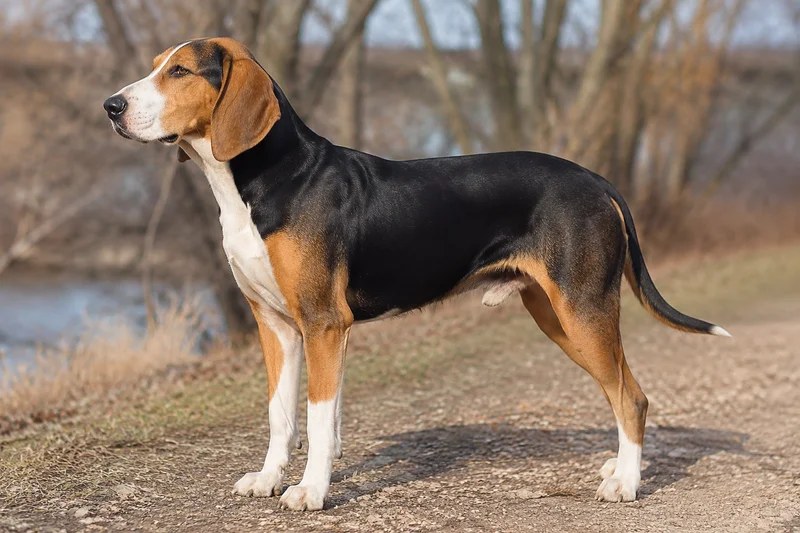St. Hubert Jura Hound — adult