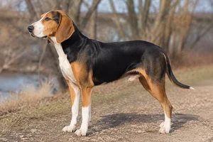 St. Hubert Jura Hound — adult