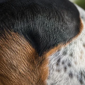 St. Hubert Jura Hound — coat texture
