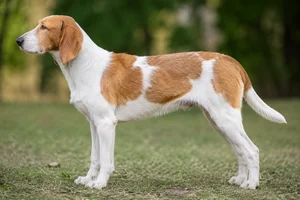 St. Hubert Jura Hound — Tan and White coat