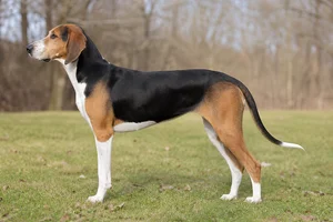 St. Hubert Jura Hound — Tricolor coat