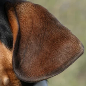 St. Hubert Jura Hound — ears
