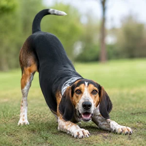 St. Hubert Jura Hound — playful