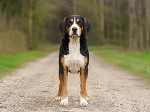 St. Hubert Jura Hound — front