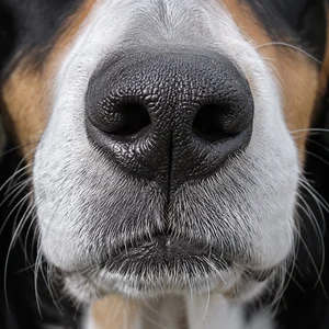 St. Hubert Jura Hound — nose