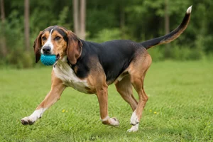 St. Hubert Jura Hound — playing