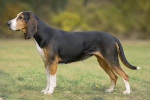 St. Hubert Jura Hound dog