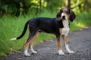 St. Hubert Jura Hound — puppy (~4 mo)