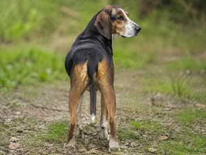 St. Hubert Jura Hound — rear