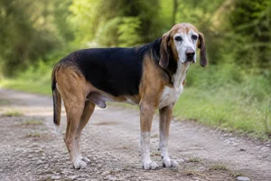 St. Hubert Jura Hound — senior