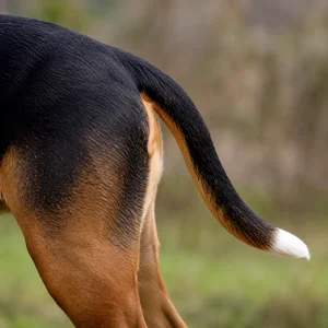 St. Hubert Jura Hound — tail