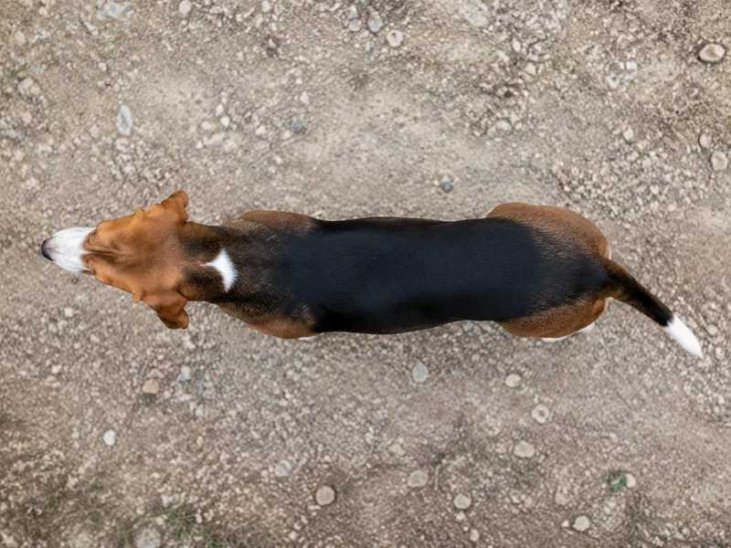 St. Hubert Jura Hound — top