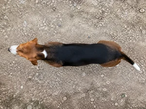 St. Hubert Jura Hound — top