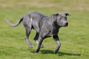 St. Miguel Cattle Dog — running
