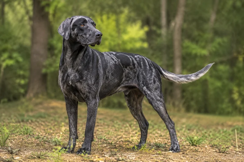 St. Miguel Cattle Dog — adult