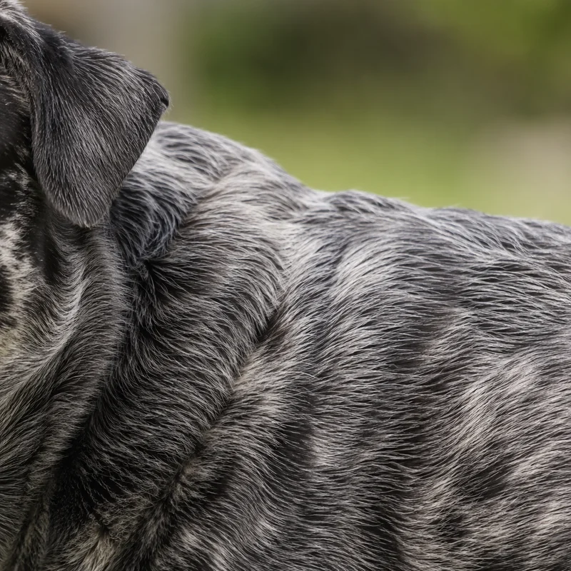 St. Miguel Cattle Dog — coat texture