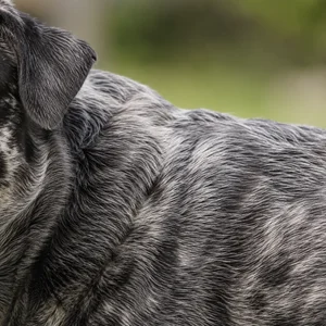 St. Miguel Cattle Dog — coat texture