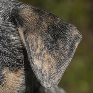 St. Miguel Cattle Dog — ears