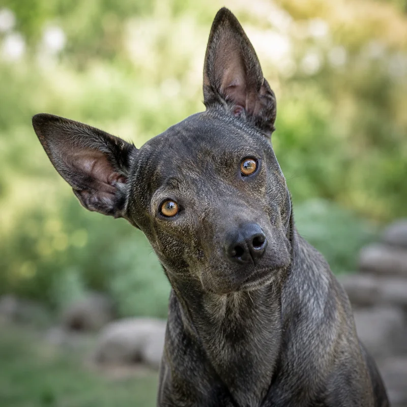 St. Miguel Cattle Dog — alert