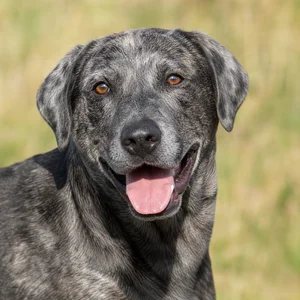 St. Miguel Cattle Dog — happy