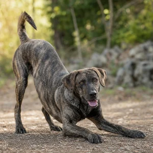 St. Miguel Cattle Dog — playful