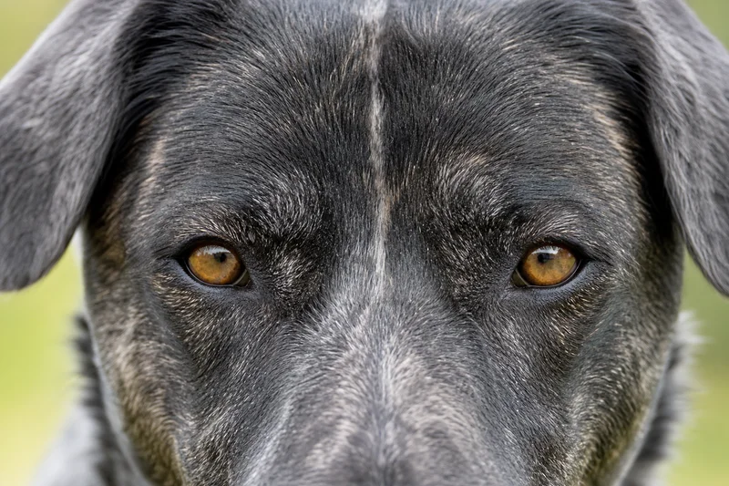 St. Miguel Cattle Dog — eyes