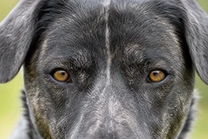 St. Miguel Cattle Dog — eyes