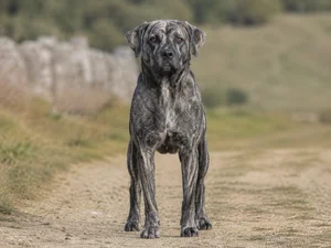 St. Miguel Cattle Dog — front
