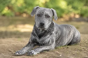St. Miguel Cattle Dog — lying down