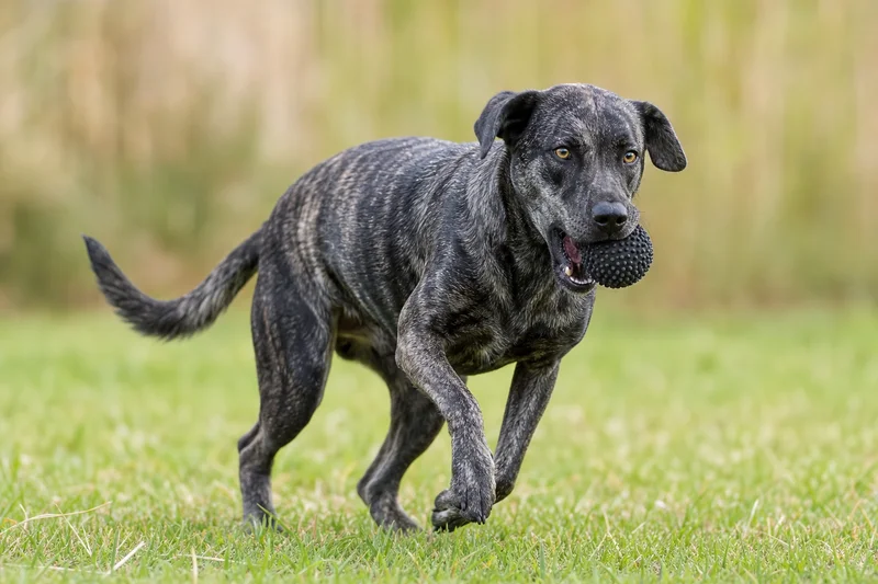 St. Miguel Cattle Dog — playing