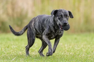 St. Miguel Cattle Dog — playing