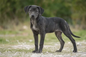 St. Miguel Cattle Dog — puppy (~4 mo)