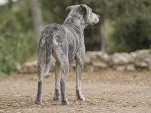 St. Miguel Cattle Dog — rear