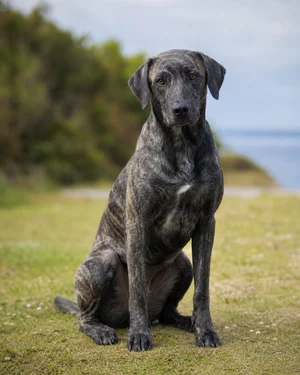 St. Miguel Cattle Dog — sitting