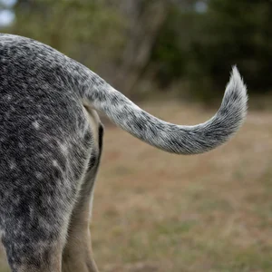 St. Miguel Cattle Dog — tail