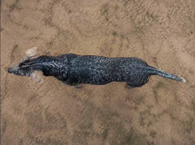 St. Miguel Cattle Dog — top