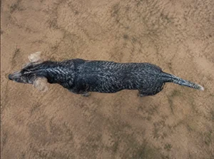 St. Miguel Cattle Dog — top